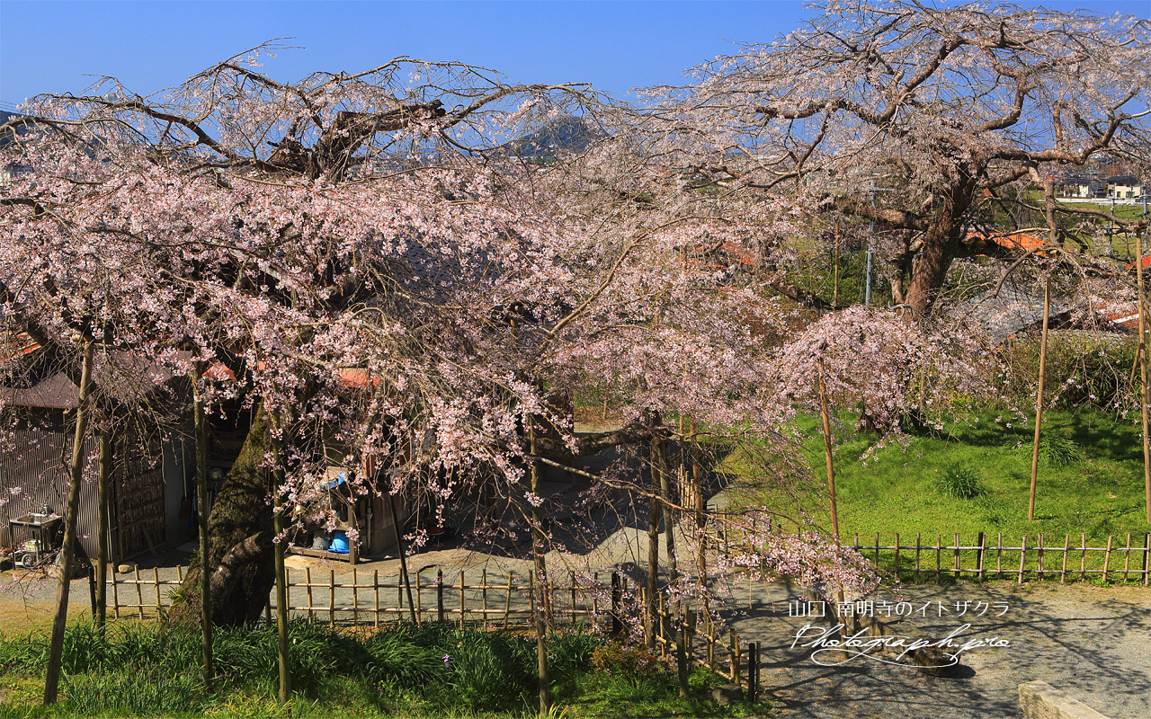 南明寺のシダレザクラ 壁紙