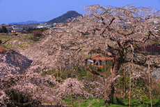 南明寺のイトザクラ