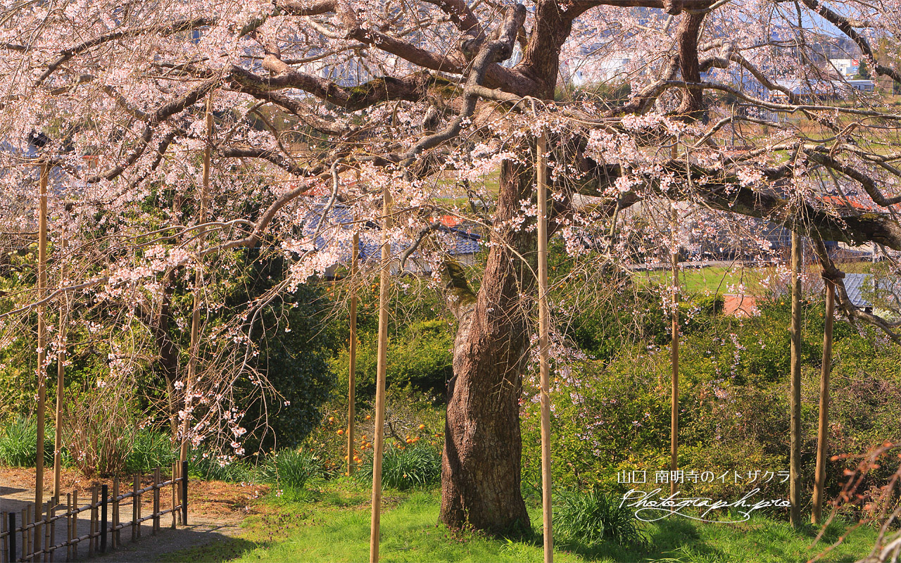 南明寺のイトザクラ 壁紙