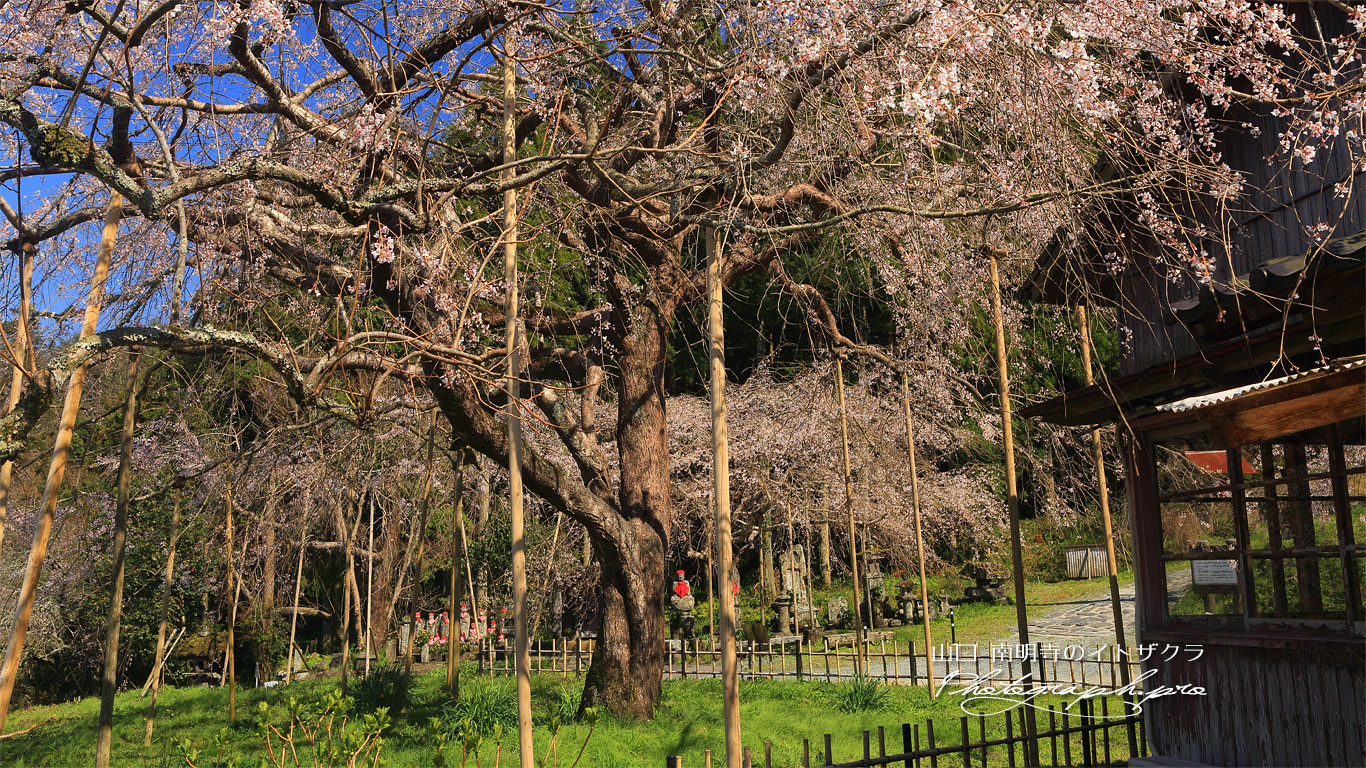 南明寺の糸桜 壁紙