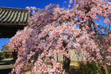 広雲寺のしだれ桜