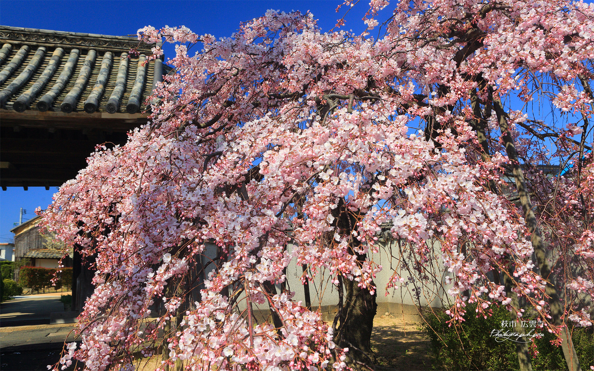 広雲寺のしだれ桜