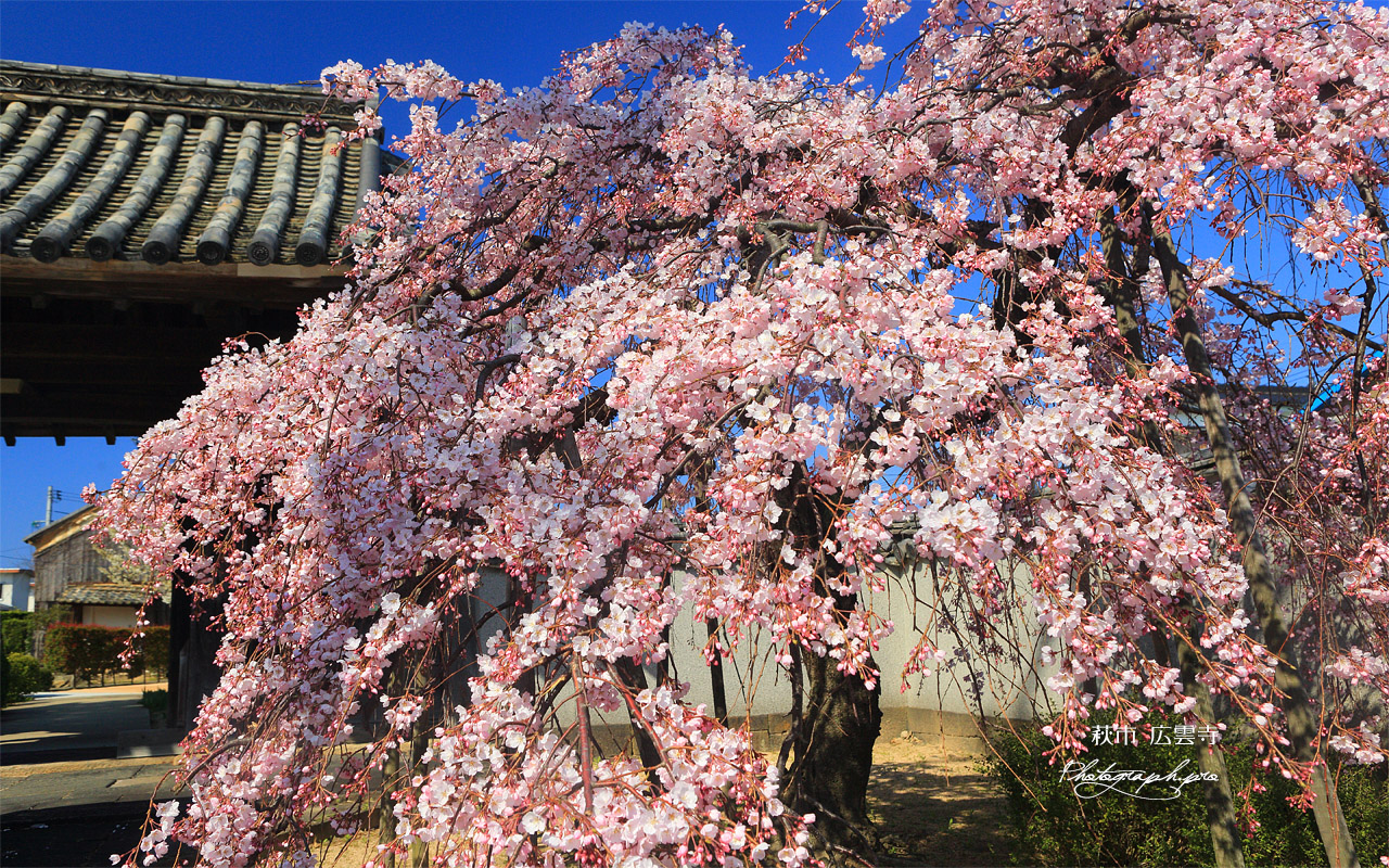 広雲寺のしだれ桜 壁紙