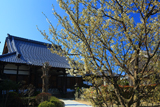 広雲寺の緑吉野