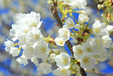 広雲寺のミドリヨシノ