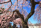 広雲寺のシダレザクラ
