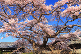 平安古のしだれ桜