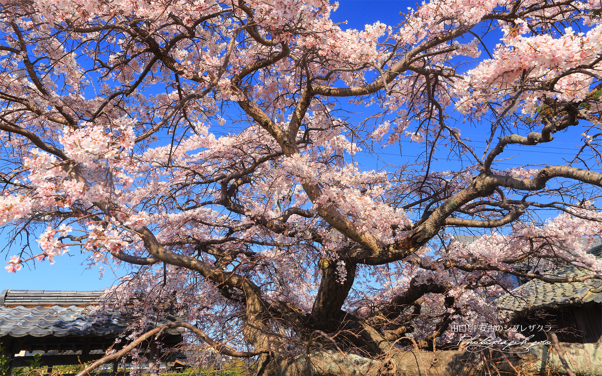 平安古のしだれ桜