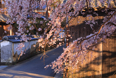 平安古のシダレザクラ