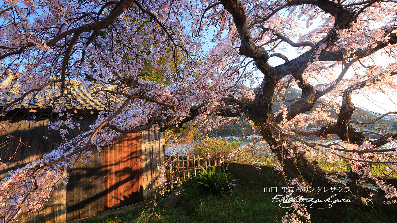 平安古の枝垂桜 壁紙
