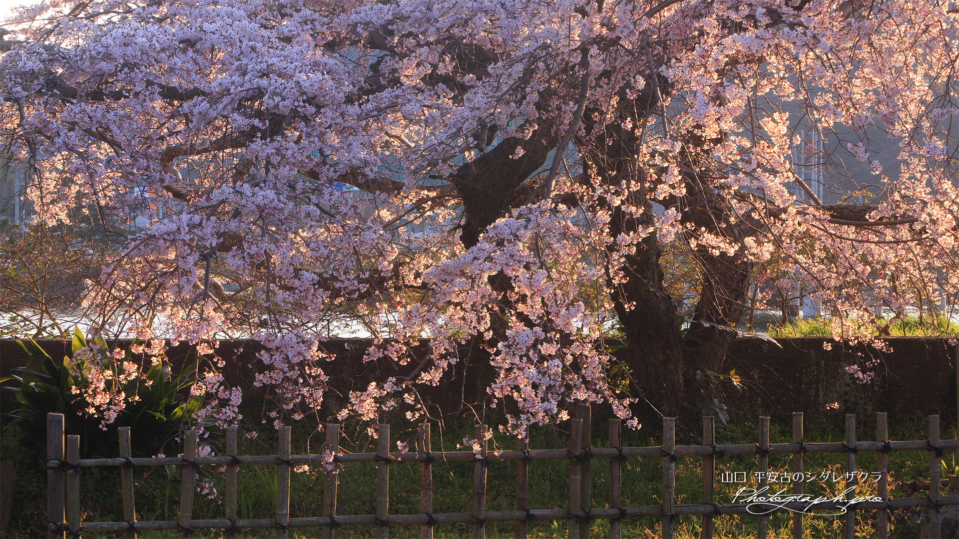 平安古のシダレザクラ