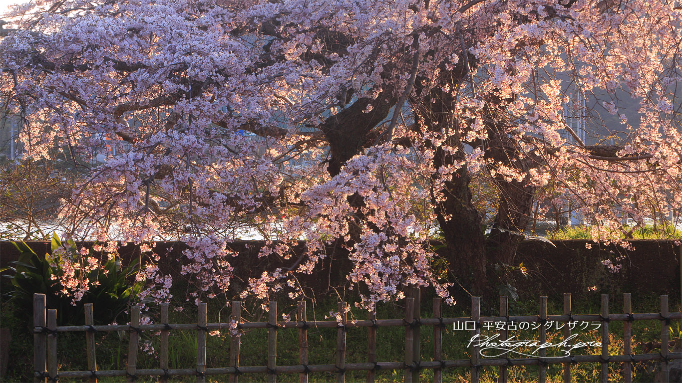 平安古のシダレザクラ 壁紙