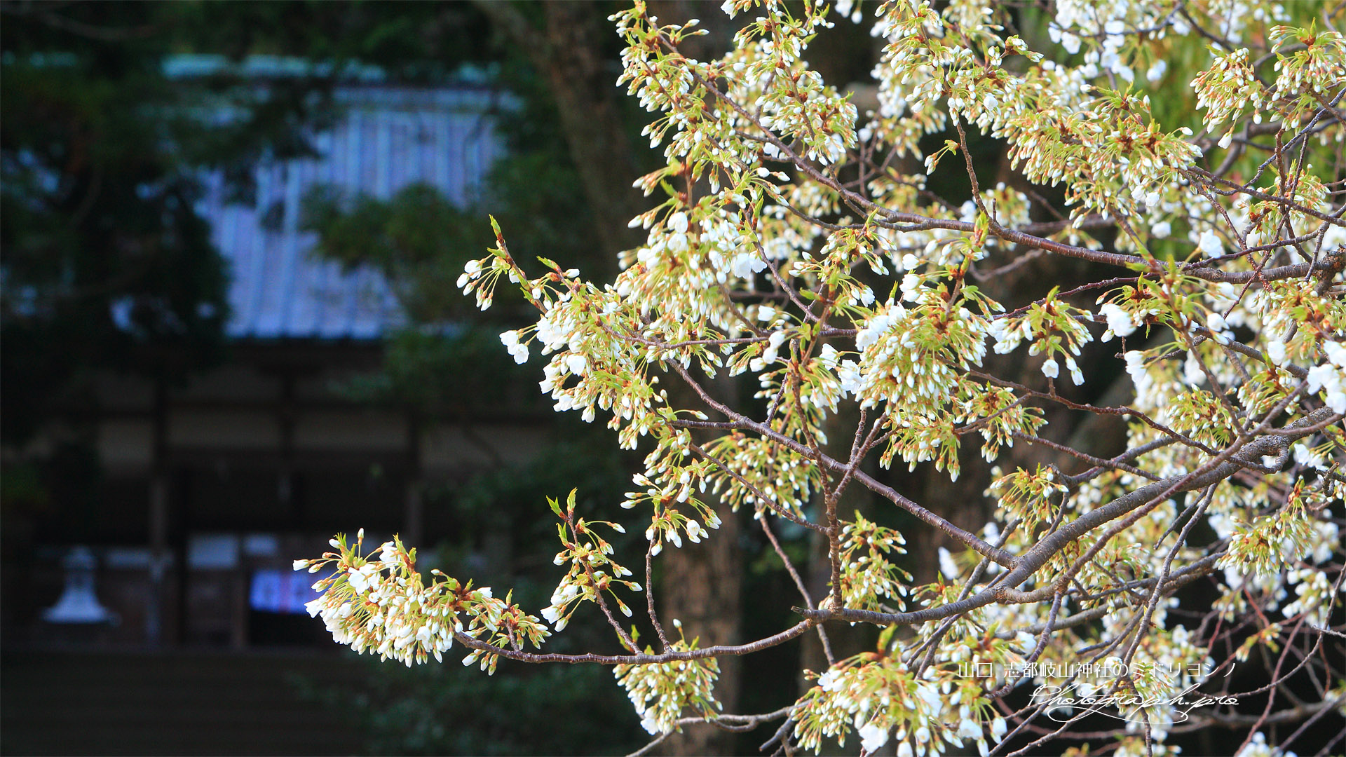 志都岐山神社のミドリヨシノ