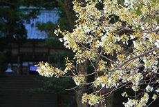 志都岐山神社のミドリヨシノ