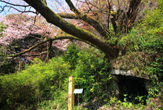 小渕のヤマザクラ
