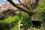 小渕のヤマザクラ