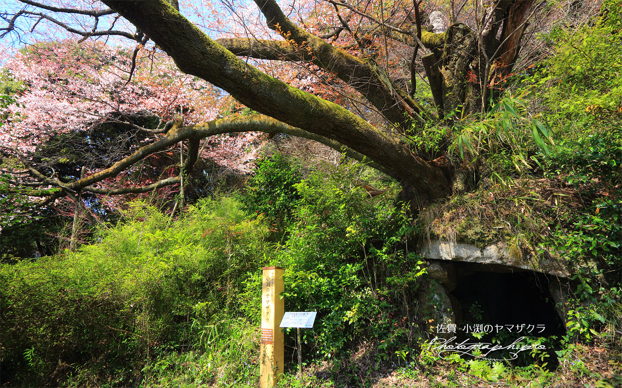 小渕のヤマザクラ 壁紙