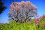 徳王の桜