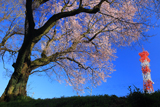 徳王の桜