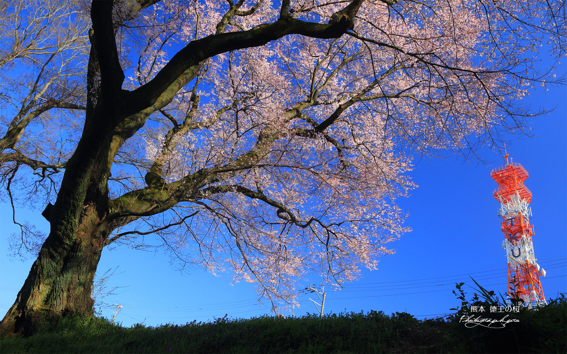 徳王の桜
