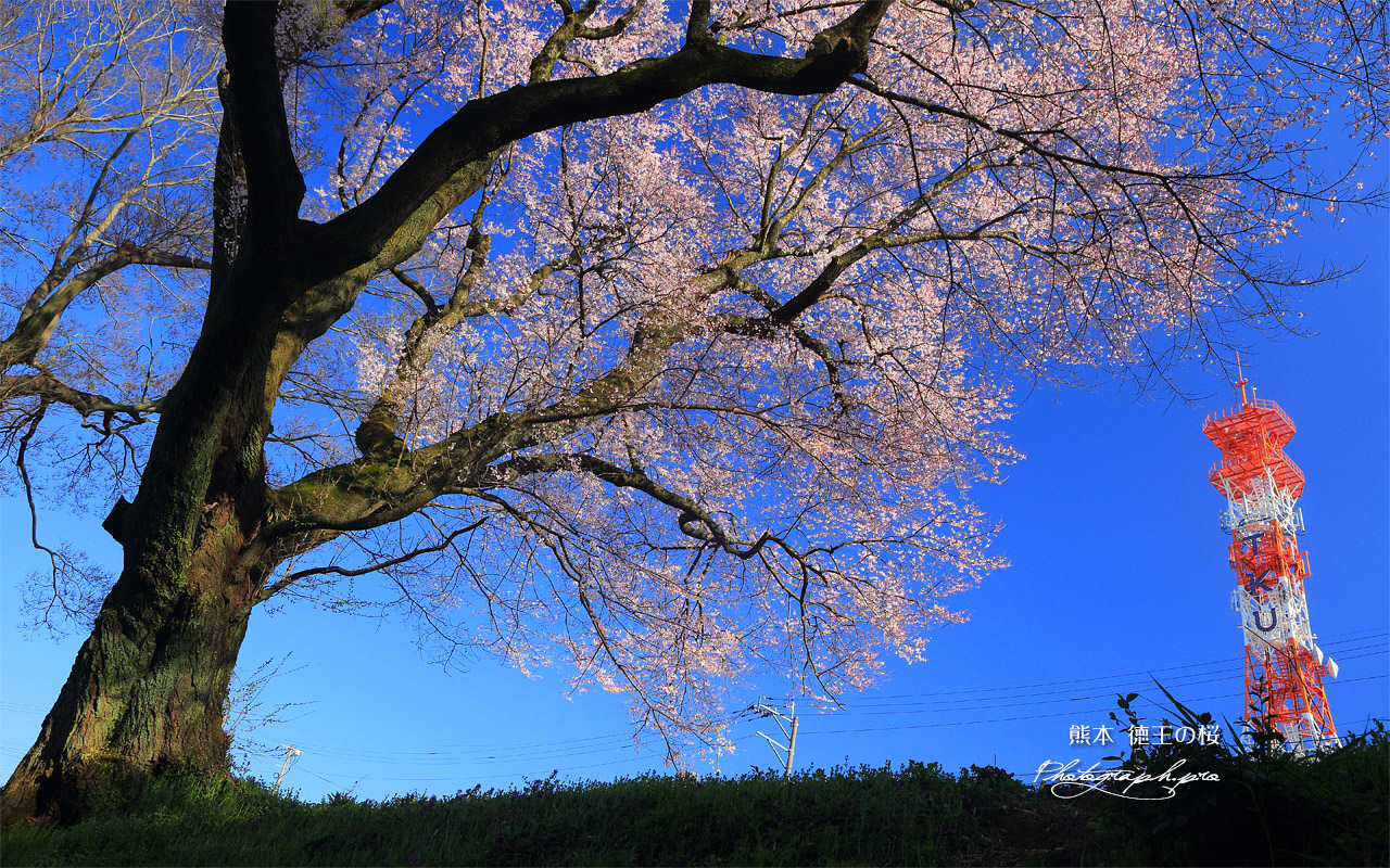 徳王の桜 壁紙