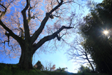 徳王の桜