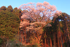 與一桜