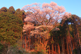 與一桜