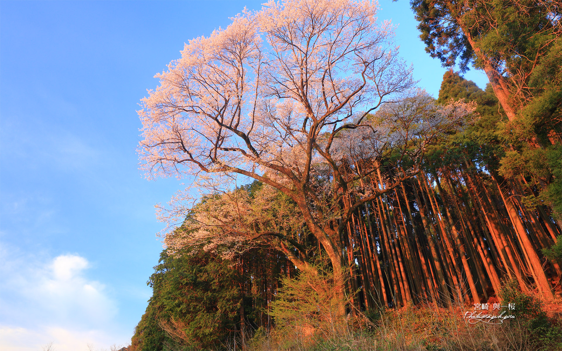 與一桜