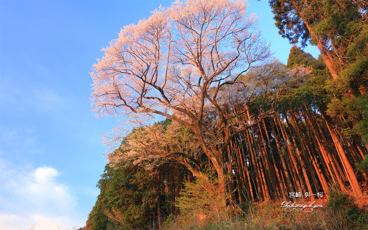 與一桜 壁紙