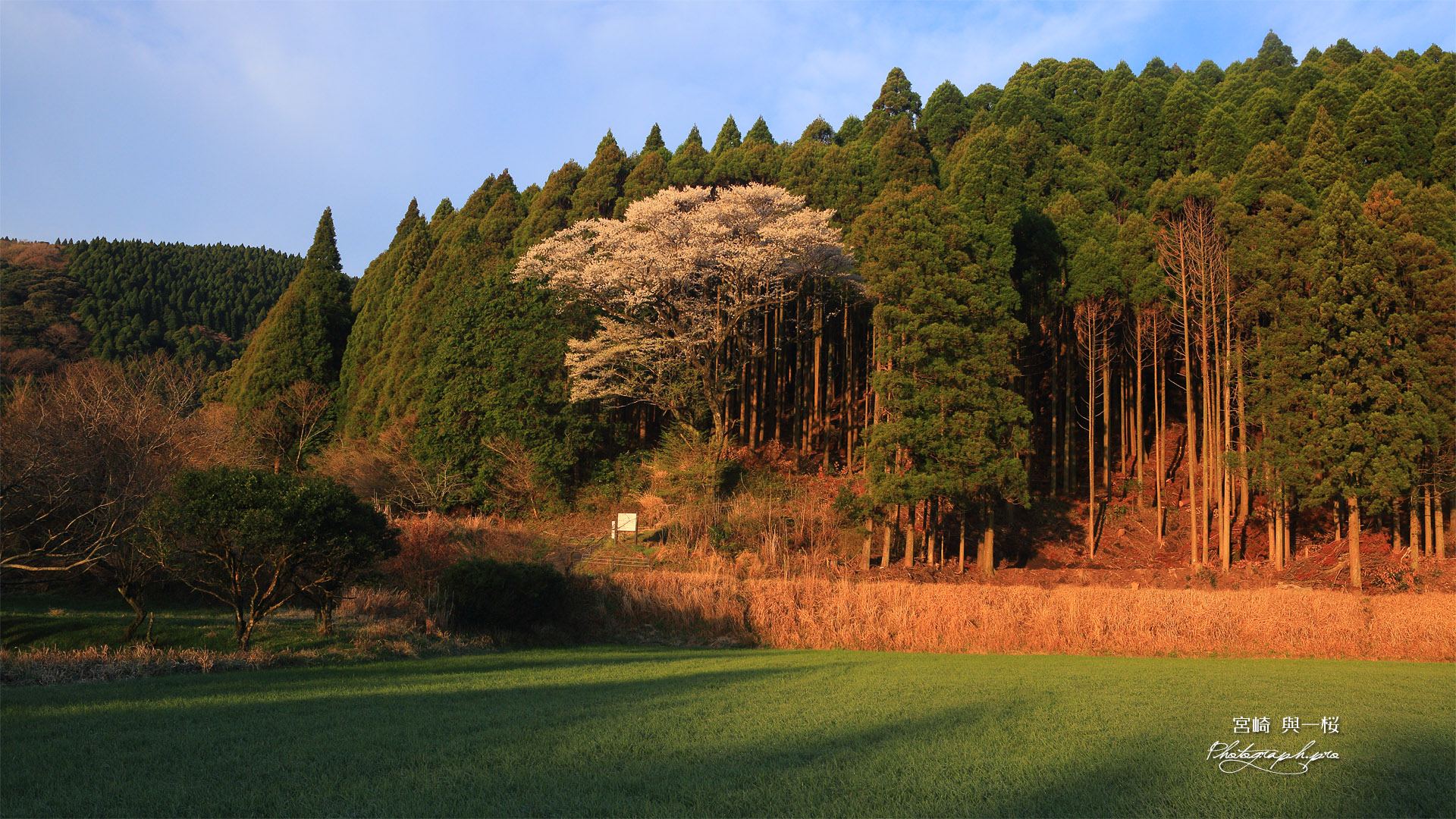 與一桜