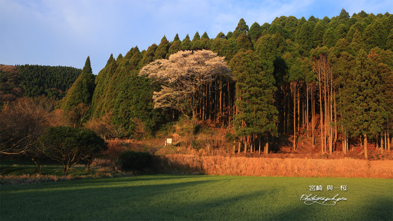 與一桜 壁紙