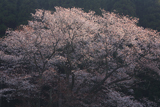 天神のヤマザクラ