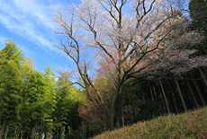 天神のヤマザクラ