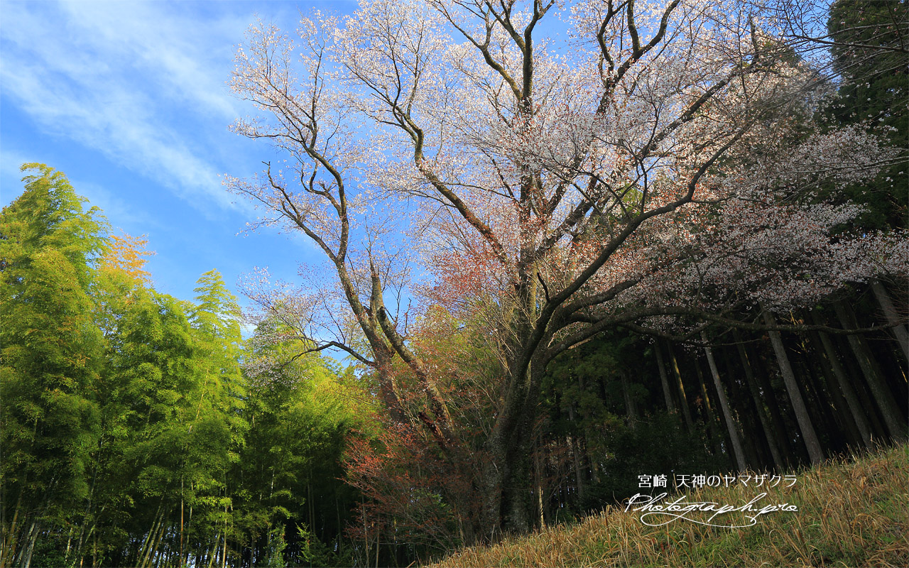 天神のヤマザクラ 壁紙
