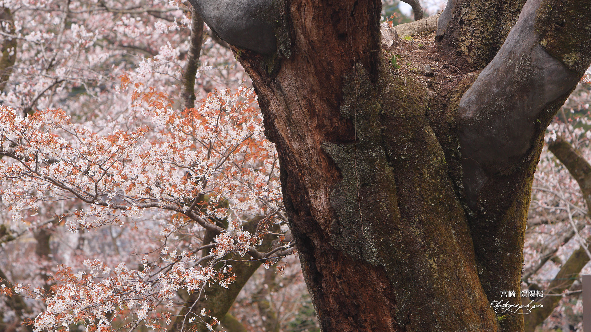 陰陽桜
