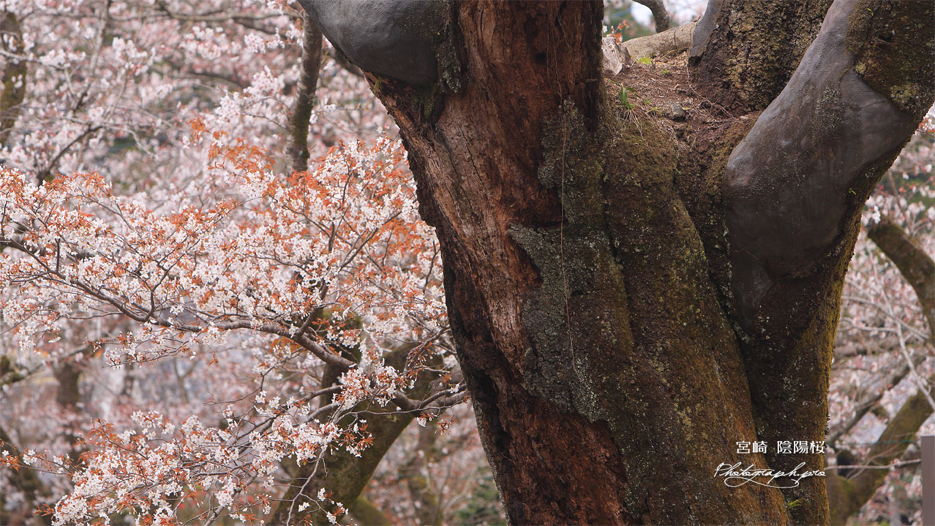 陰陽桜 壁紙