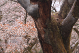 陰陽桜