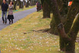 母智丘公園の桜