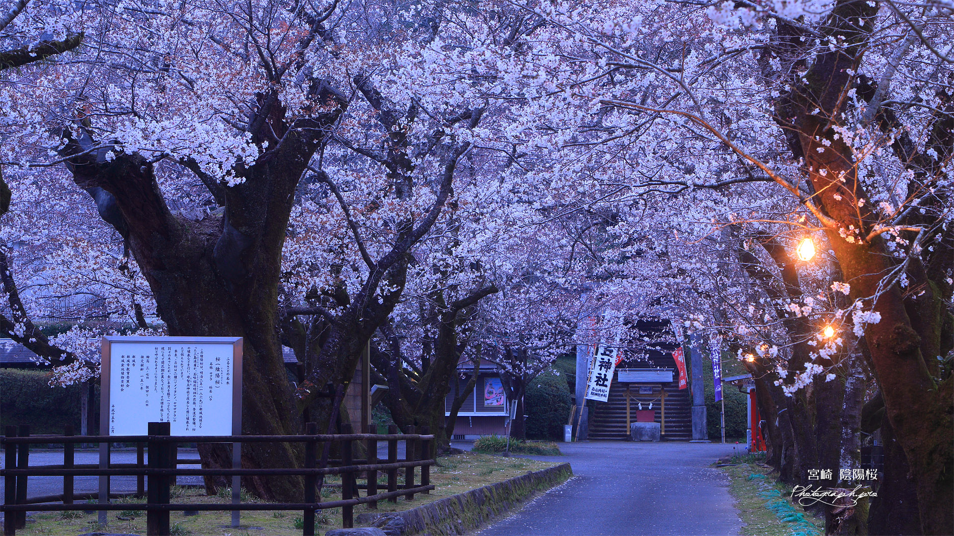 母智丘公園の陰陽桜