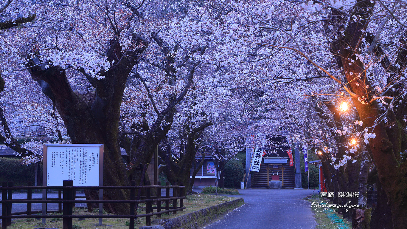母智丘公園の陰陽桜 壁紙