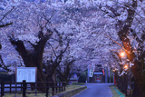 母智丘公園の陰陽桜