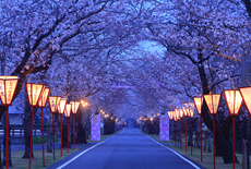 母智丘公園の桜