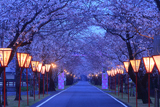 母智丘公園の桜