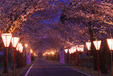 母智丘公園の桜