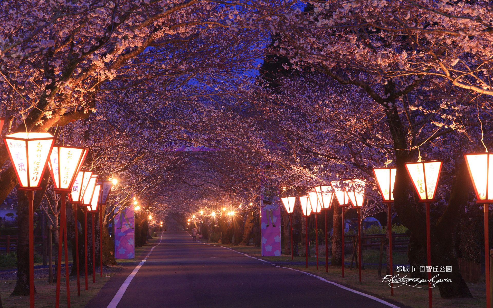 母智丘公園の桜