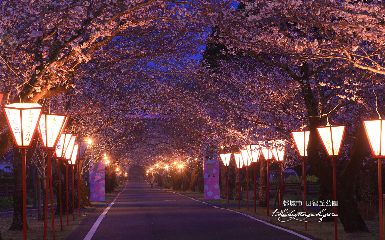 母智丘公園の桜 壁紙