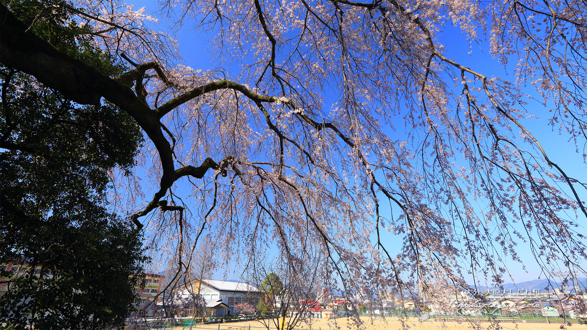 大原の大しだれ桜