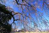 大原の大しだれ桜