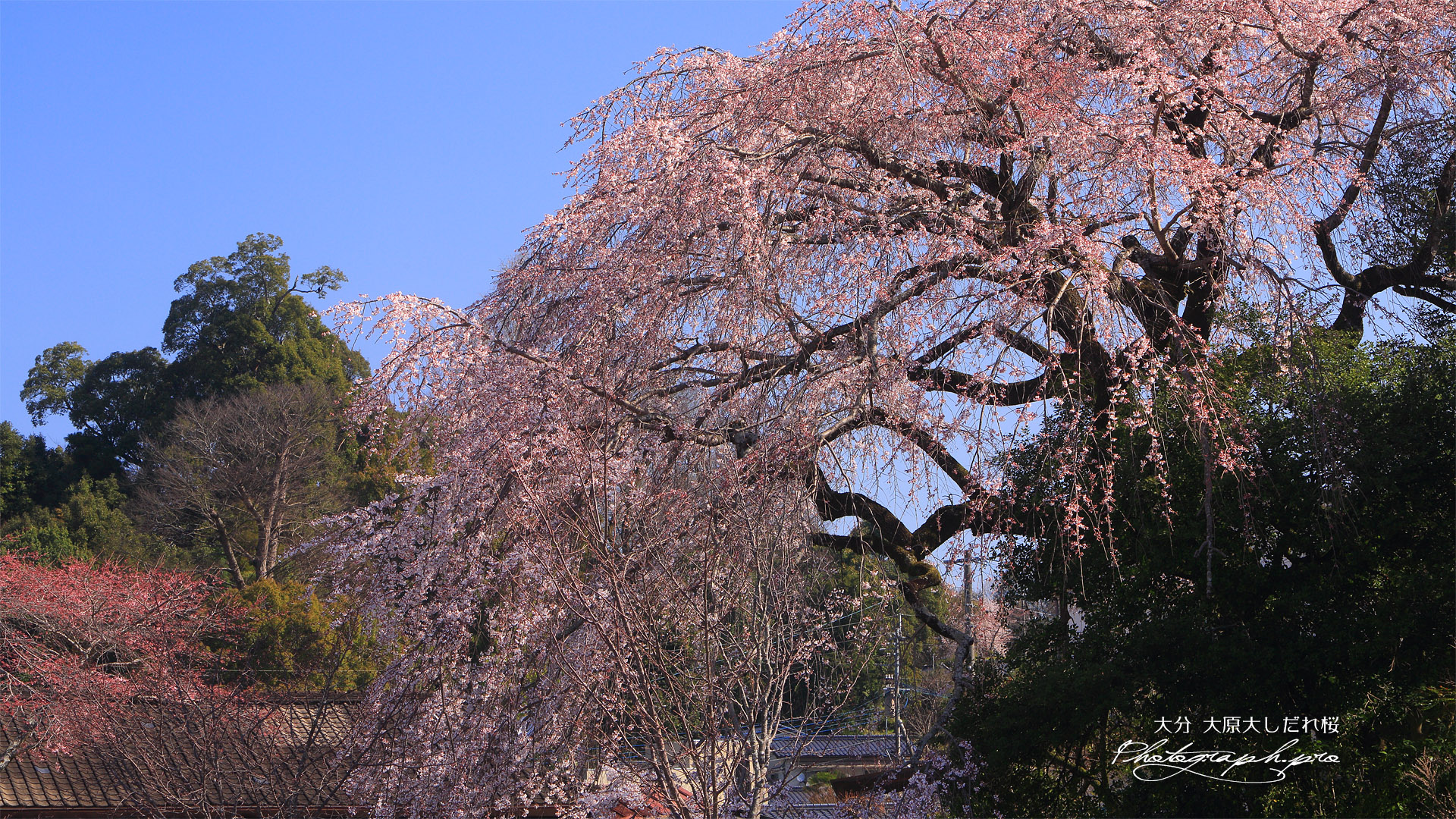 大原大しだれ桜
